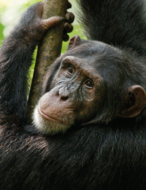Chimps in Disney Nature's 'Chimpanzee'