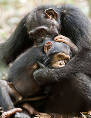 Chimps in Disney Nature's 'Chimpanzee'