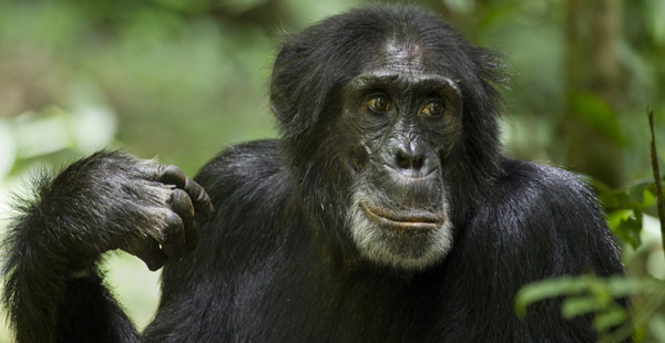 Happy chimp with an itch