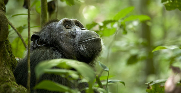 Chimp gazing at the tree tops