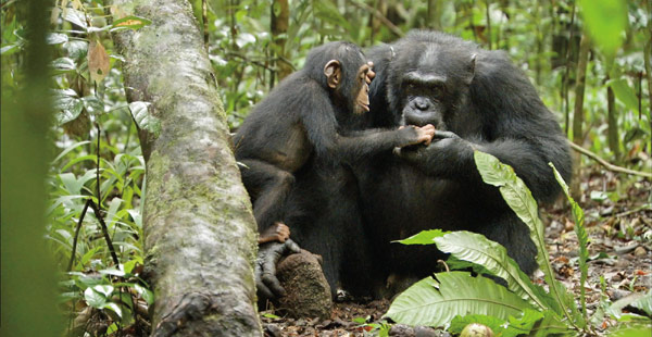 Oscar in Disney Nature's 'Chimpanzee'