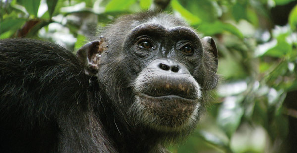 Smiling chimp