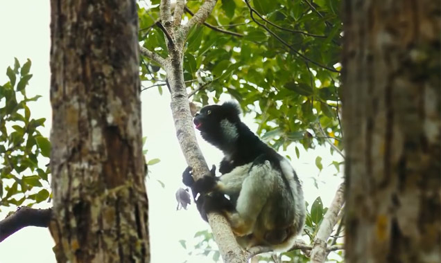 Island Of Lemurs Madagascar 3