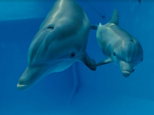 Dolphin Tale 2 Trailer