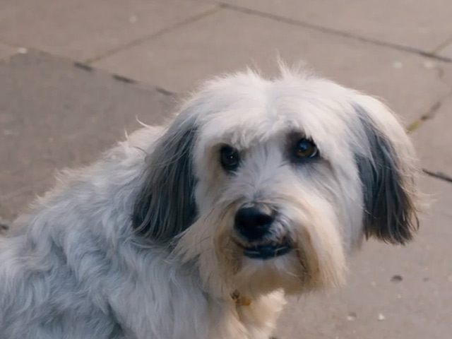 Pudsey The Dog: The Movie Trailer