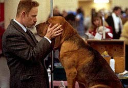 Best In Show Movie Review