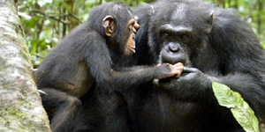 Chimpanzee Movie Still