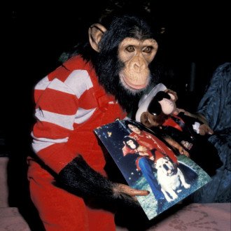 Michael Jackson's chimpanzee Bubbles 'living the good life'